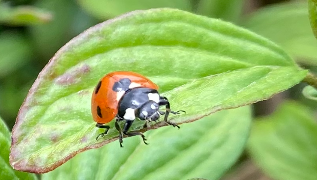 Lieveheersbeestje op Blad